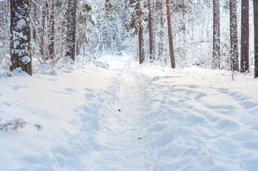 WInter forest in Russia. Snow trail among pines.