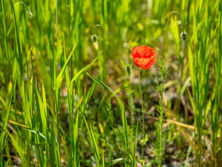 Mohnbl&uuml;te in Gertreidefeld