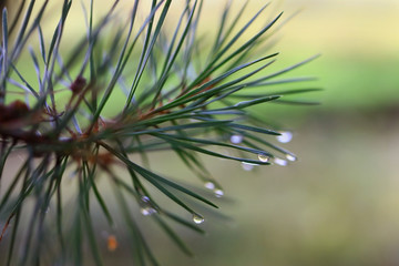 Naklejka na ściany i meble pine branch with dew drops close-up. Selective focus