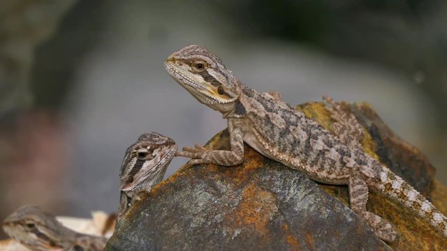 Pogona Reptile Lizard Couple.
Pogona is a genus of reptiles containing eight lizard species, which are often known by the common name bearded dragons. 
