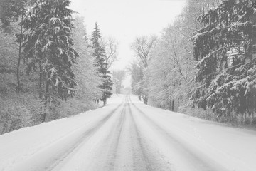 Belarus-February 14, 2016 A long winter road to the home through the winter wood, winter avenue, spruce in the snow,black and white image