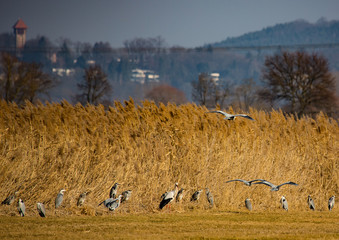 Storks on a field and in the air