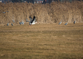 Obraz na płótnie Canvas Storks on a field and in the air in spring