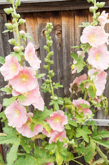 Pink Flowers in a Garden in Leicester