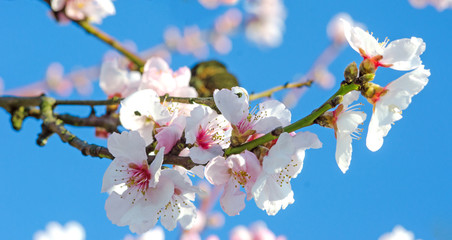 Glückwunsch, Alles Liebe: Duftende, zarte Mandelblüten  vor blauem Frühlingshimmel :) © doris oberfrank-list