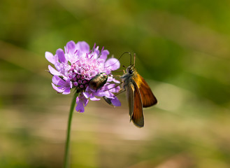 Käfer und Schmetterling an Wildblume