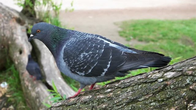 pigeon standing on a tree branch looking out for food and top on the green grass