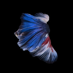 Blue betta fish