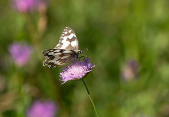 Schachbrettfalter an Wildblume