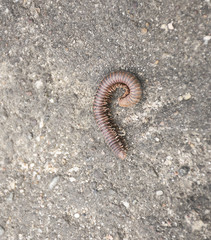 close up Millipede on concrete floor. Reptile animal is rolling.