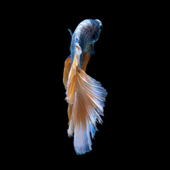 blue-yellow betta