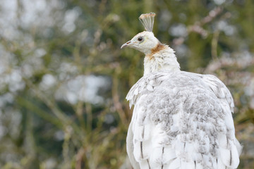 head from white peacock in the nature