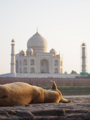 A stray dog with crooked ear looking at the Taj Mahal in Agra India.