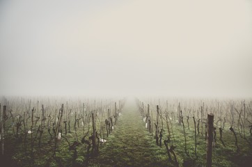 Foggy Vineyard - Powered by Adobe
