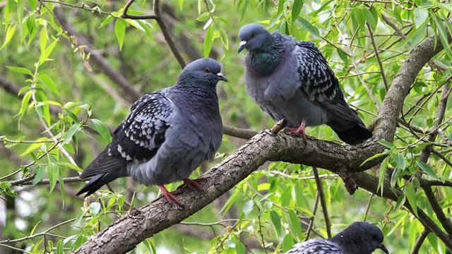 two doves on a tree branch under green foliage wash and clean their feathers