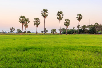 Fototapeta na wymiar Sugar palm and rice filed at sunset