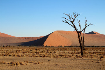 Düne mit totem Baum im Sossusvlei Namibia