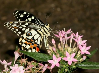 Common Lime or Lemon Swallowtail (Papilio demoleus) feeding on a pink tropical  flower. 