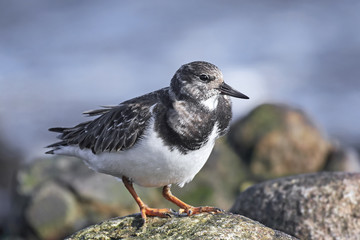 Ruddy turnstone (Arenaria interpres)