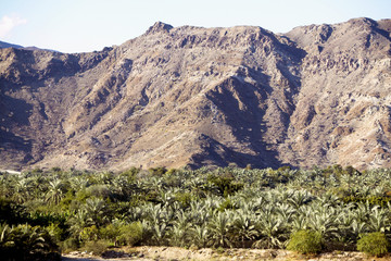 Oase von Diba am Haja Gebirge, Fujairah, Vereinigte Arabische Emirate, Arabische Halbinsel, Naher Osten