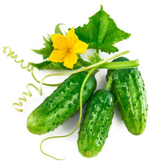 Fresh green cucumber with leaf and flower © Yasonya
