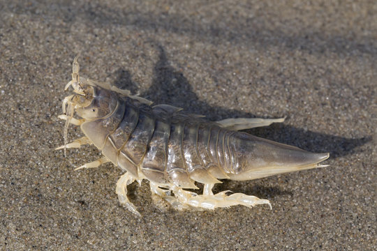 Saduria entomon on the sea sand. Laptev sea.