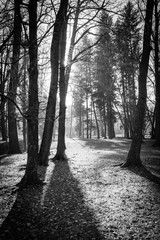 Trees in a park with rays of light and shadows on the ground. Black and white image.