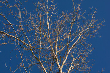 Grey branches against a dark blue winter sky