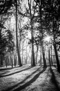 Trees in a park with rays of light and shadows on the ground. Black and white image.