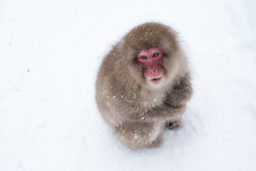 Japanese macaque or snow monkeys in Jigokudani　地獄谷の日本猿