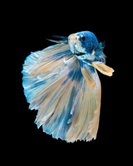 blue betta