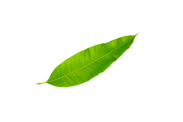 mango leaves  isolated on a white background