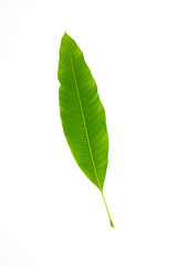 Obraz premium mango leaves isolated on a white background