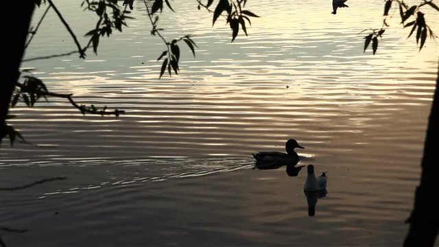 wilderness duck and seagull swim in the pond in the sun at sunset