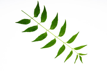 leaves  isolated on a white background