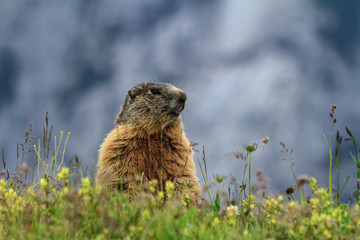 young marmot on alpine meadow