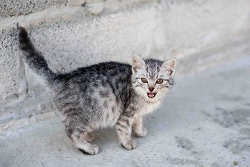 Cat portrait close up, only head crop, cat in light grey and cream looking with pleading stare at the viewer with space for advertising and text, cat head. Beautiful cat.