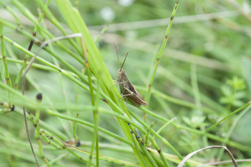 Grasshopper