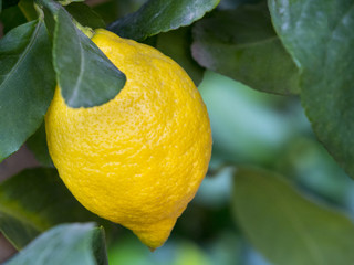 Limón en las ramas de un limonero