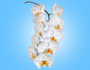Sprig of white Phalaenopsis orchid on blue, isolated background.