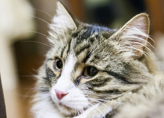 male cat of siberian breed, brown with white version