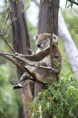 Koala in a tree