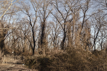 Beautiful landscape of dead winter trees in forest at the sunset time. Azerbaijan