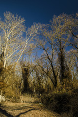 Beautiful landscape of dead winter trees in forest at the sunset time. Azerbaijan