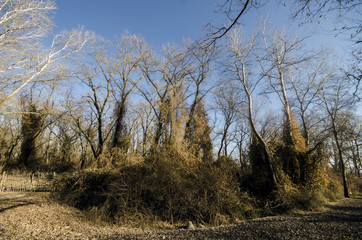 Beautiful landscape of dead winter trees in forest at the sunset time. Azerbaijan