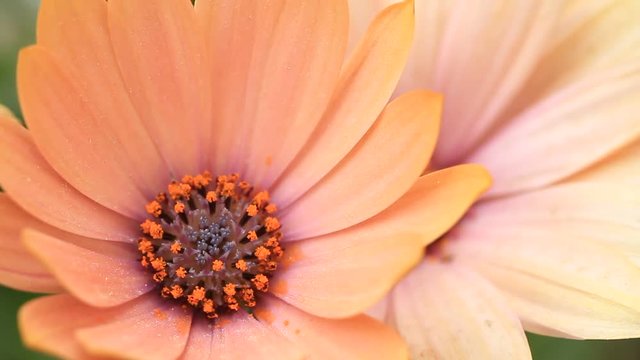 Close up of a salmon colored African Daisy - osteospermum 