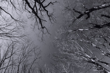 Bottom view of tall old trees in winter forest Blue sky in background. Azerbaijan, Caucasus