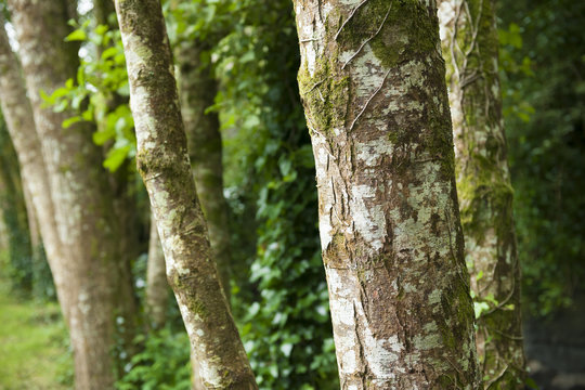 Beech Tree Trunk