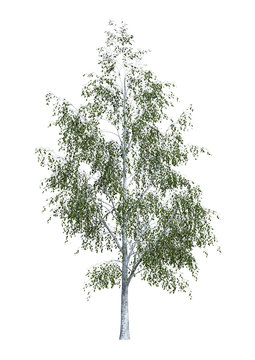 3D Rendering Birch Tree on White