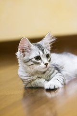 little silver cat, siberian breed